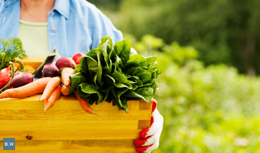 Plant a vegetable garden